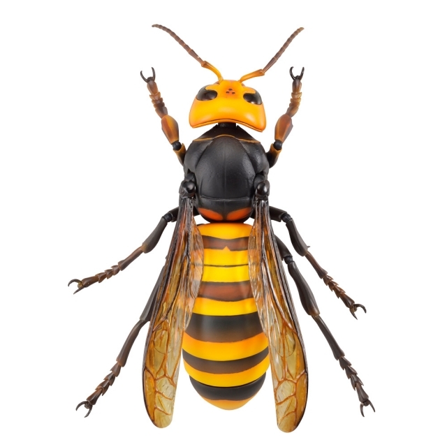 【海洋堂クオリティ】可動生物フィギュアシリーズ第3弾「オオスズメバチ」が堂々のフィギュア化！ Twitterで話題のスズメバチ類最大級のハチが立体化！-3