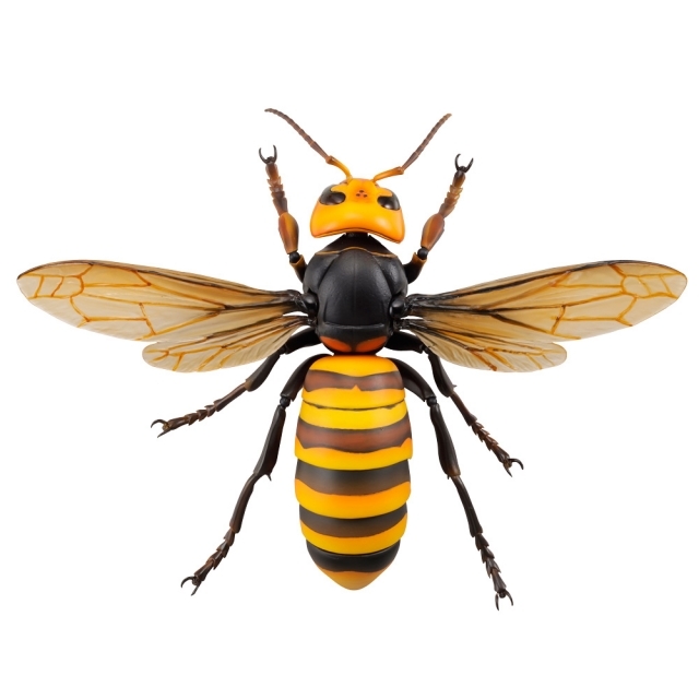 【海洋堂クオリティ】可動生物フィギュアシリーズ第3弾「オオスズメバチ」が堂々のフィギュア化！ Twitterで話題のスズメバチ類最大級のハチが立体化！-4