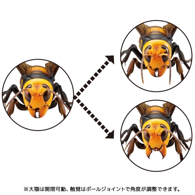 【海洋堂クオリティ】可動生物フィギュアシリーズ第3弾「オオスズメバチ」が堂々のフィギュア化！ Twitterで話題のスズメバチ類最大級のハチが立体化！-17