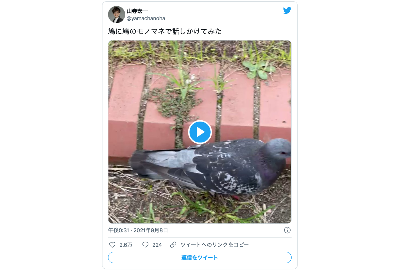 声優・山寺宏一が鳩のモノマネで鳩に話しかける動画が話題に！【注目ワード】