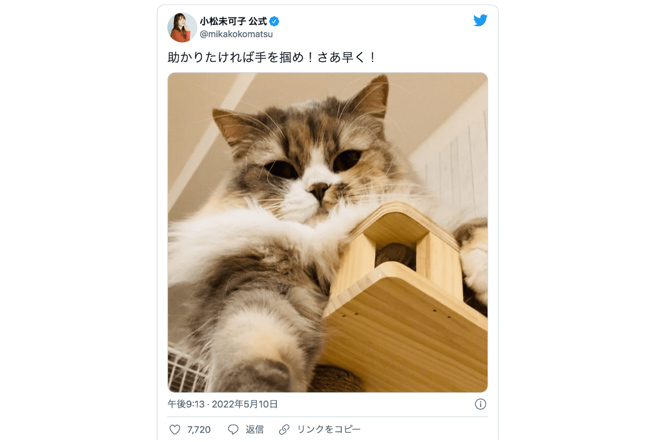 小松未可子さんの五月病も吹っ飛ぶ猫ちゃんツイートが話題！