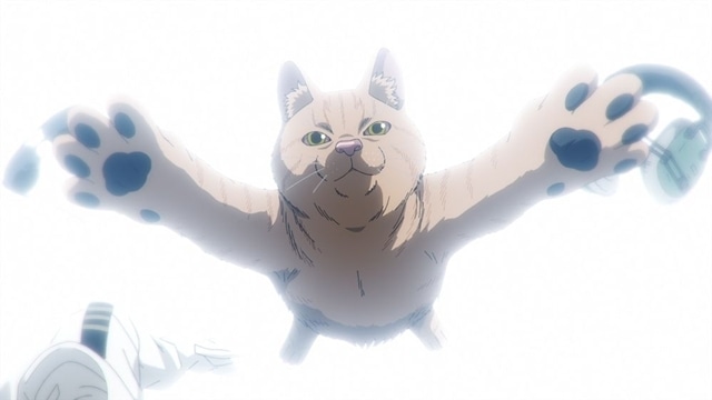 夏アニメ『ニャイト・オブ・ザ・リビングキャット』7月7日放送決定、メインPV公開！　追加声優に宮寺智子さん・興津和幸さんら8名決定、OP＆EDテーマ情報も公開