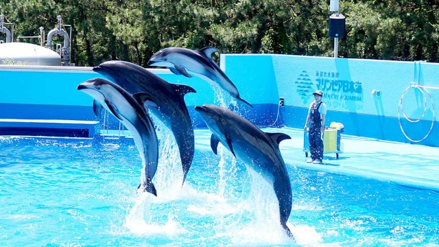 「アクアリウムは踊らない」×「長岡市寺泊水族博物館」スペシャルコラボ開催！　コラボ中の水族館を訪問するファンツアーも実施!!-8
