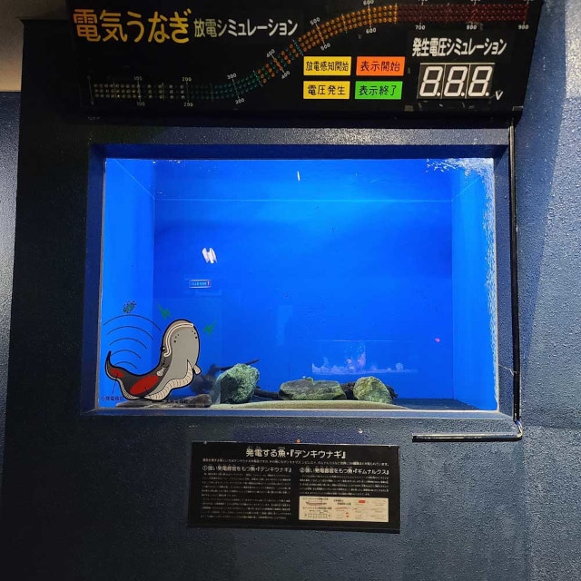 「アクアリウムは踊らない」×「長岡市寺泊水族博物館」スペシャルコラボ開催！　コラボ中の水族館を訪問するファンツアーも実施!!-7