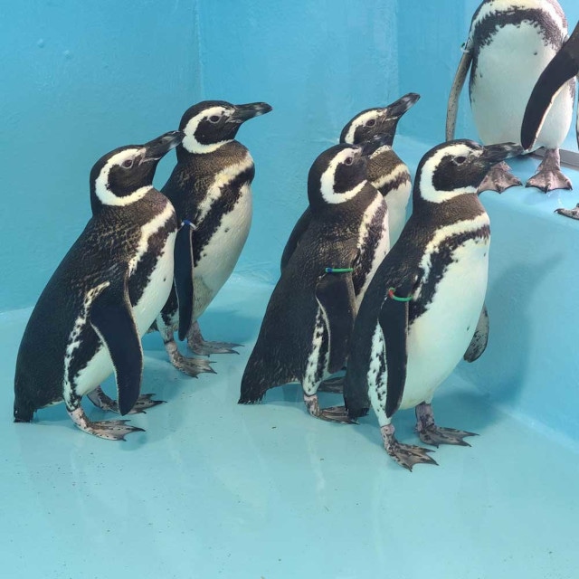「アクアリウムは踊らない」×「長岡市寺泊水族博物館」スペシャルコラボ開催！　コラボ中の水族館を訪問するファンツアーも実施!!-4