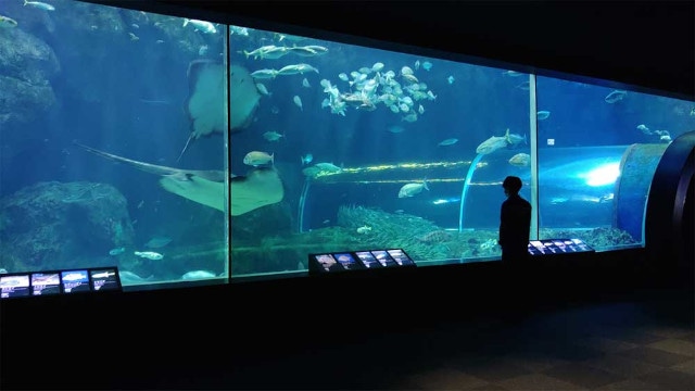 「アクアリウムは踊らない」×「長岡市寺泊水族博物館」スペシャルコラボ開催！　コラボ中の水族館を訪問するファンツアーも実施!!-9