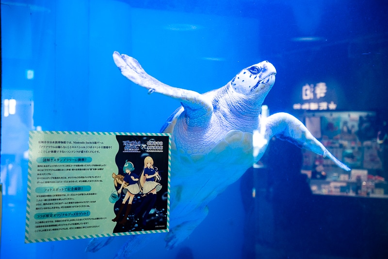 「私、『イタリアン』はホワイトソース過激派だから」──作品＆作者ゆかりの地を橙々さん御本人と行く！　「（新潟まで）来ちゃった///『アクアリウムは踊らない』水族館ファンツアー（またしても強制参加させられる原作者）」レポート-17