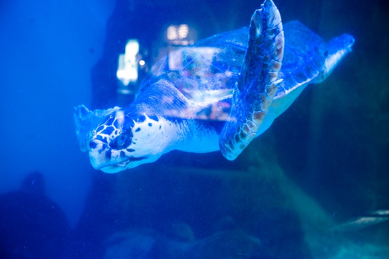 「私、『イタリアン』はホワイトソース過激派だから」──作品＆作者ゆかりの地を橙々さん御本人と行く！　「（新潟まで）来ちゃった///『アクアリウムは踊らない』水族館ファンツアー（またしても強制参加させられる原作者）」レポート-18