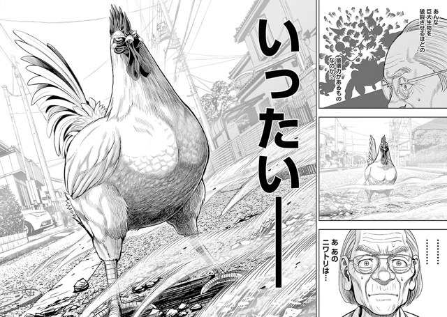 【ニワカ知識はトサカにくるぜ！】鳥類学者・川上和人先生に聞く！ アニメ『ニワトリ・ファイター』を２億倍楽しむためのニワトリ講座-10