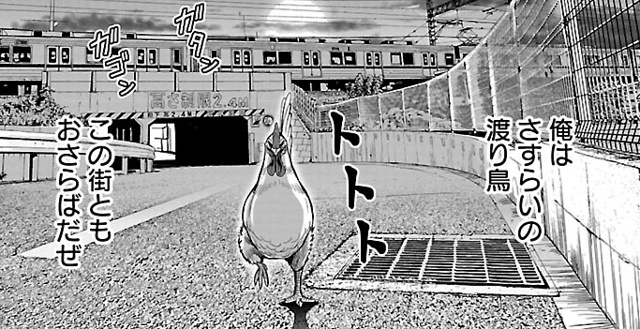 【ニワカ知識はトサカにくるぜ！】鳥類学者・川上和人先生に聞く！ アニメ『ニワトリ・ファイター』を２億倍楽しむためのニワトリ講座-8