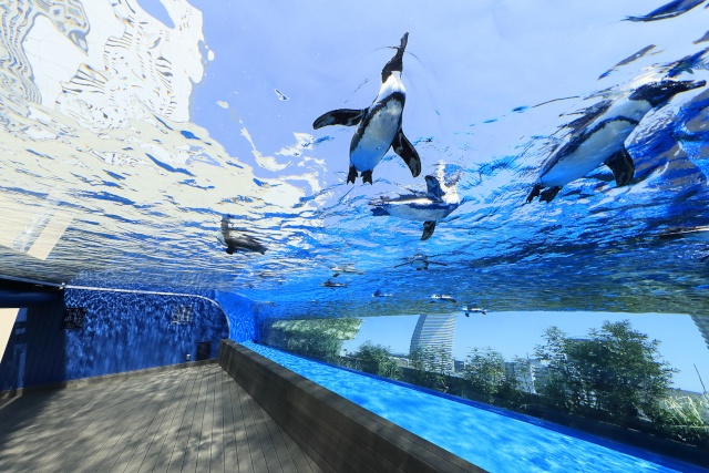 【『アクアリウムは踊らない』×「サンシャイン水族館」コラボ第2弾】夜間限定 体験型謎解きイベント「館長からの挑戦状」開催!!-9