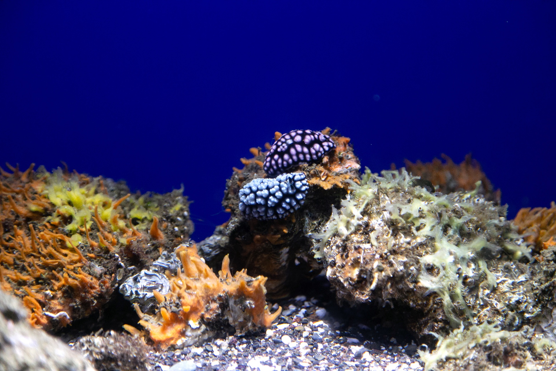仮想空間〈ツクヨミ〉が夜の水族館に出現！　『超かぐや姫！』の世界観を体感できるサンシャイン水族館コラボの模様をレポート-6