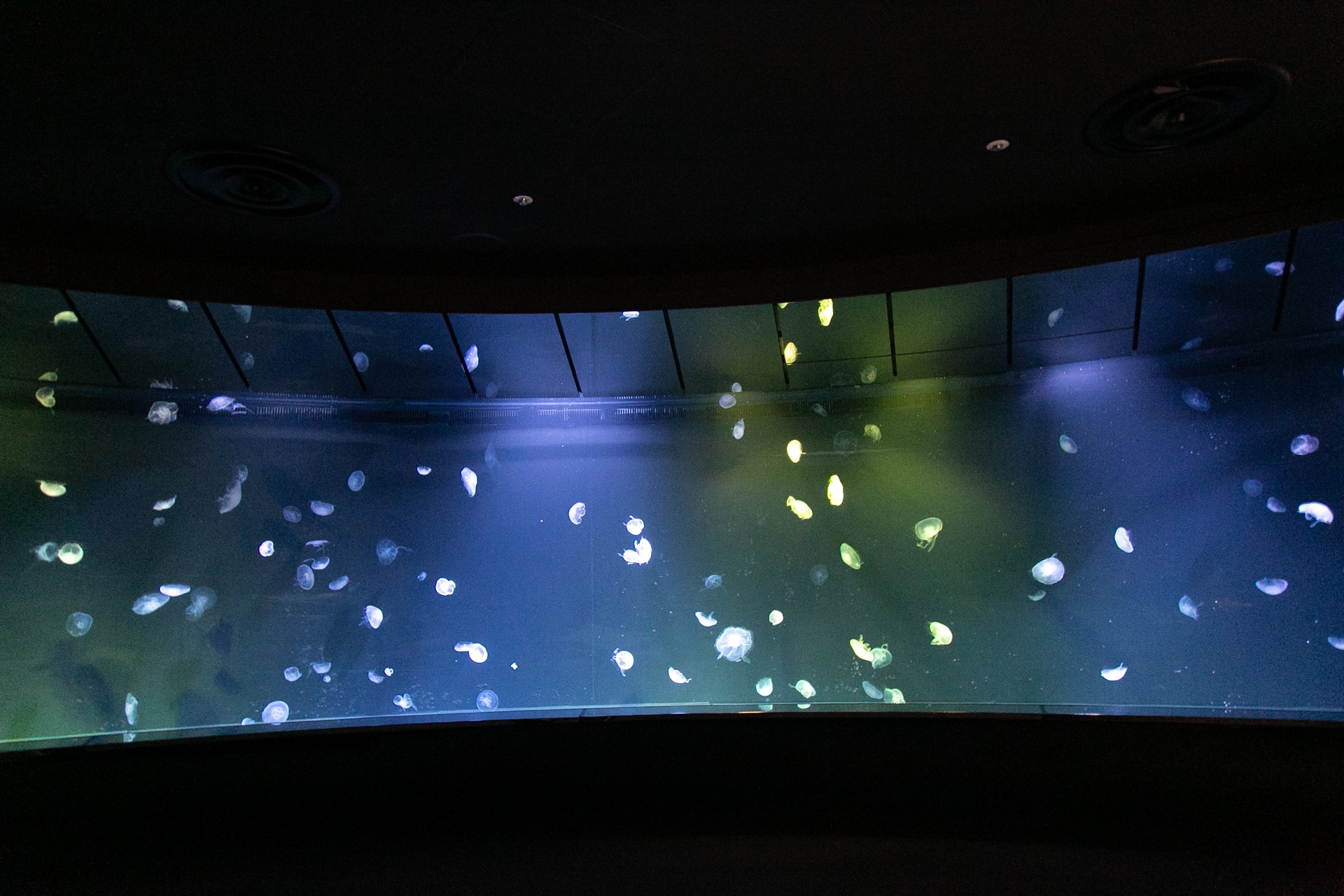 仮想空間〈ツクヨミ〉が夜の水族館に出現！　『超かぐや姫！』の世界観を体感できるサンシャイン水族館コラボの模様をレポート-13