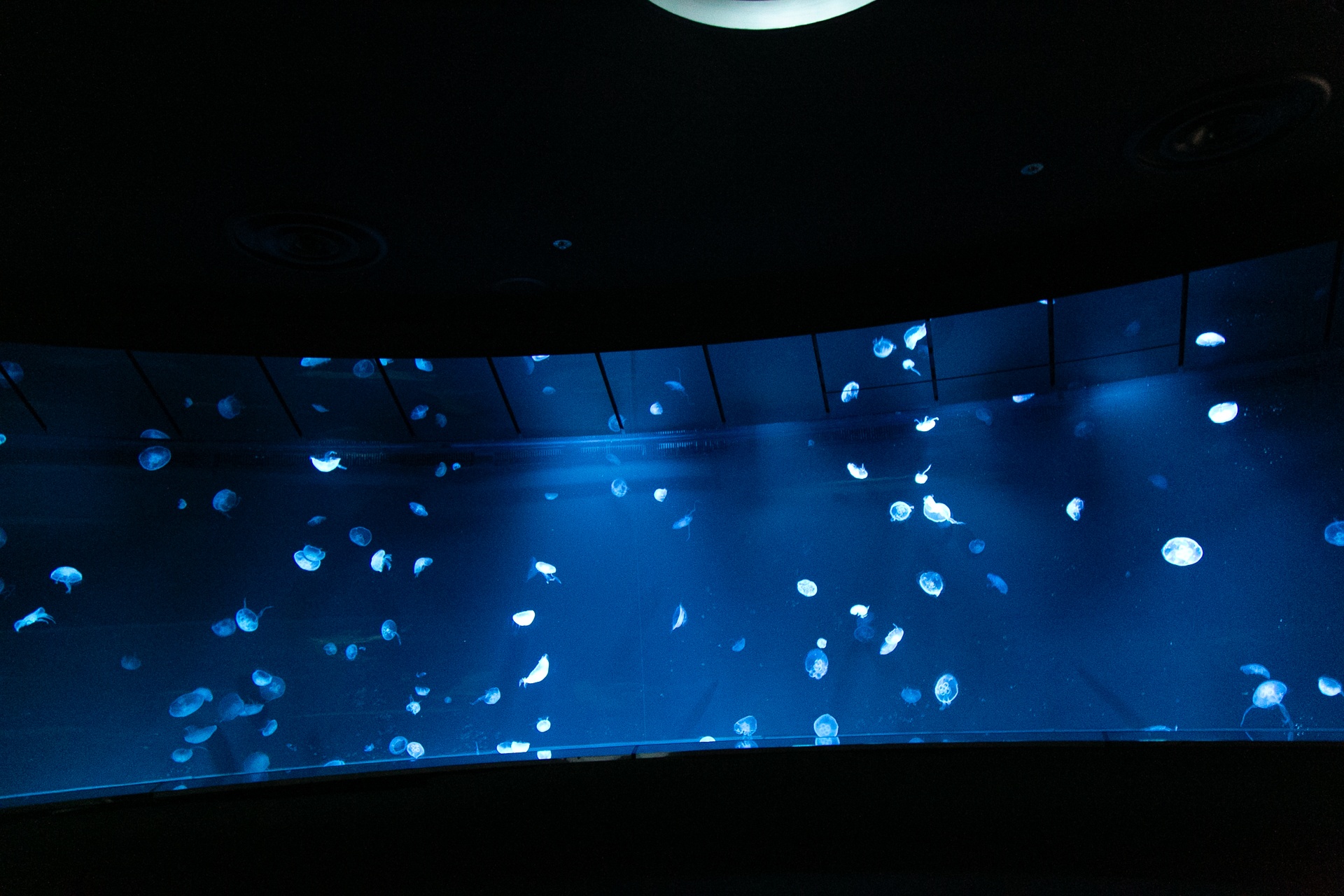 仮想空間〈ツクヨミ〉が夜の水族館に出現！　『超かぐや姫！』の世界観を体感できるサンシャイン水族館コラボの模様をレポート-12