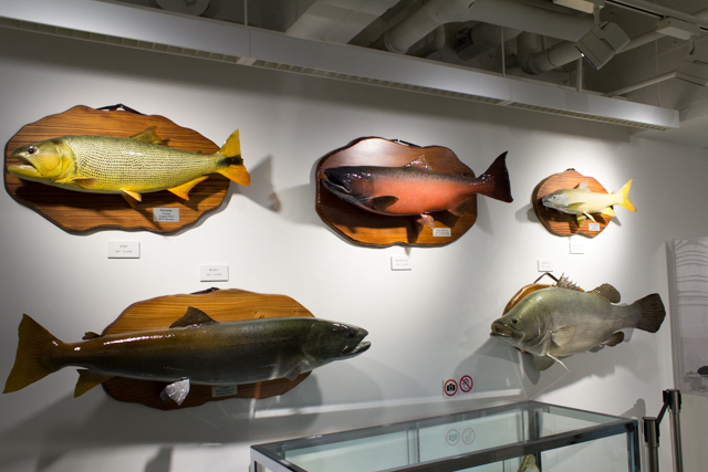 未知なる魚との奮闘記!?　pixiv Zingaroにて開催中の「世界の怪魚写真展～武石 憲貴・小塚 拓矢・沖山 朝俊」フォトレポート-8