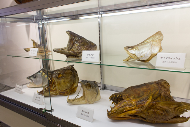 未知なる魚との奮闘記!?　pixiv Zingaroにて開催中の「世界の怪魚写真展～武石 憲貴・小塚 拓矢・沖山 朝俊」フォトレポート-10