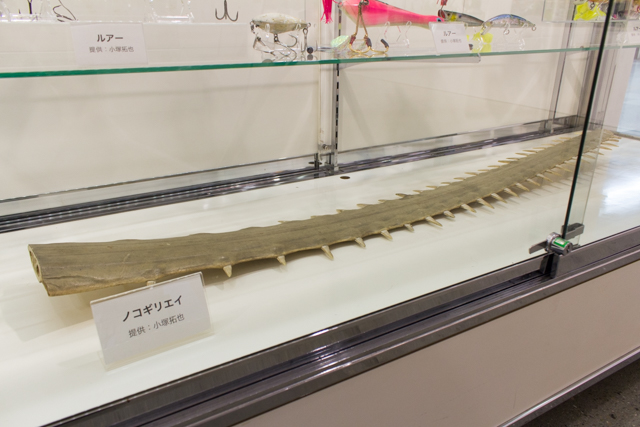 未知なる魚との奮闘記!?　pixiv Zingaroにて開催中の「世界の怪魚写真展～武石 憲貴・小塚 拓矢・沖山 朝俊」フォトレポート-14