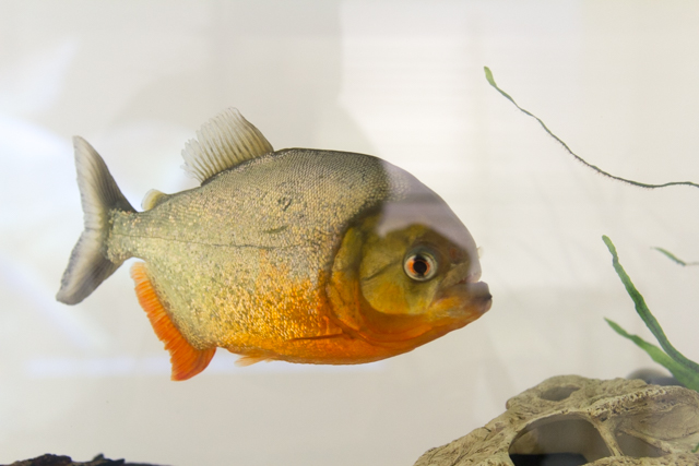 未知なる魚との奮闘記!?　pixiv Zingaroにて開催中の「世界の怪魚写真展～武石 憲貴・小塚 拓矢・沖山 朝俊」フォトレポート-20