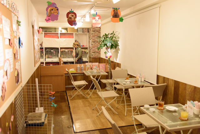日本一もふれるうさぎカフェで「心がぴょんぴょんするッター」をうさぎと共に遊んでみた